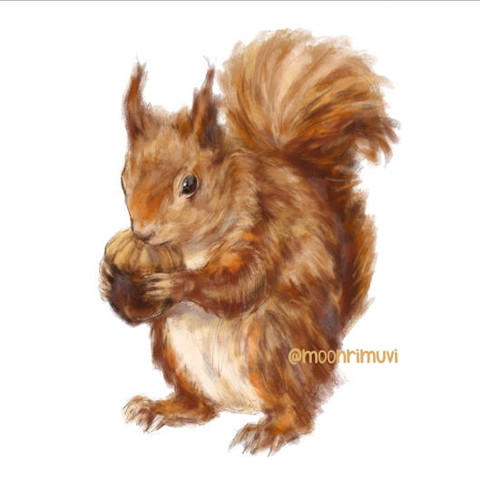 “Squirrel” (Study)